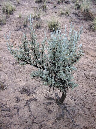 <i>Artemisia tridentata</i> Species of plant