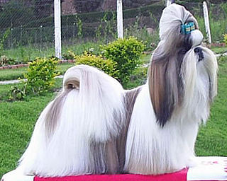 <span class="mw-page-title-main">Shih Tzu</span> Dog breed