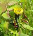 Sonchus oleraceus