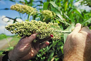 <i>Sorghum</i> (genus) Genus of flowering plants