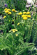 Tanacetum huronense.jpg