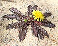 Reyð várhagasólja (Taraxacum rubifolium)