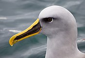 Buller's albatross