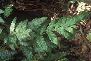 <i>Goniopteris</i> Genus of ferns