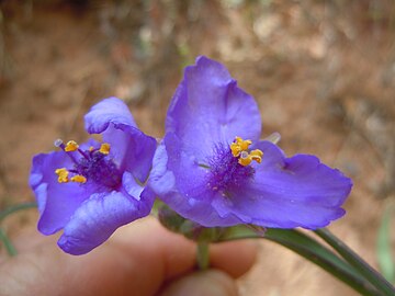 Western spiderwort