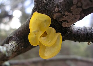 <i>Tremella mesenterica</i> Species of jelly fungus