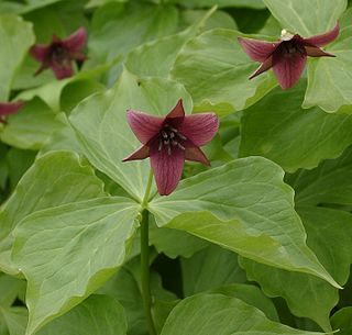 <i>Trillium</i> Genus of flowering plants