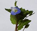 Veronica persica