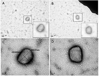 <span class="mw-page-title-main">Camelpox</span> Disease of camels caused by the Camelpox virus