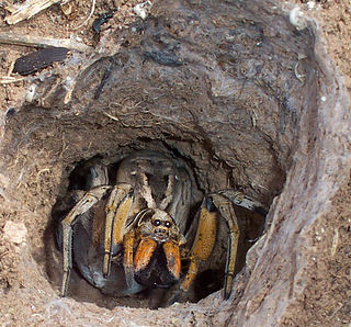 <span class="mw-page-title-main">Wolf spider</span> Family of spiders