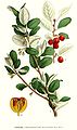 Cotoneaster integerrima Med.