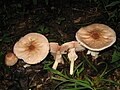 !!Agaricus placomyces!!