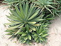 Agave horrida