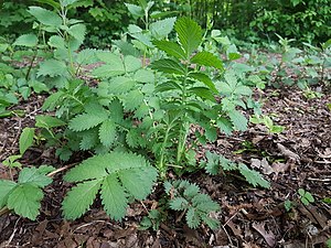 Aigremoine élevée.