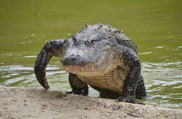 Alligator, Floride