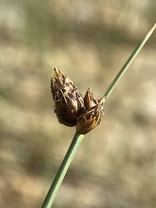 <i>Amphiscirpus</i> Genus of grass-like plants