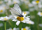 Aporia crataegi (Baum-Weißling) [D]