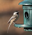 Image 7Black-capped chickadee at a feeder in Green-Wood Cemetery