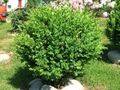 osmwiki:File:Buxus sempervirens 2.jpg