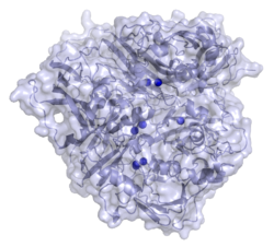 Caeruloplasmin