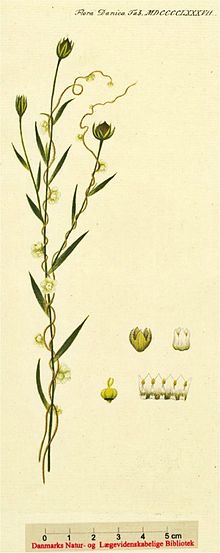 Cuscuta epilinum vlaswarkruid.jpg