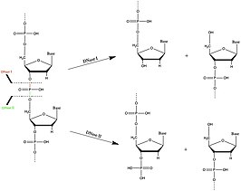 Mechanism of action for DNase enzymes DNase MOA.jpg