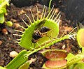 Dionaea muscipula