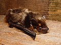 Nordfledermaus (Eptesicus nilssoni)