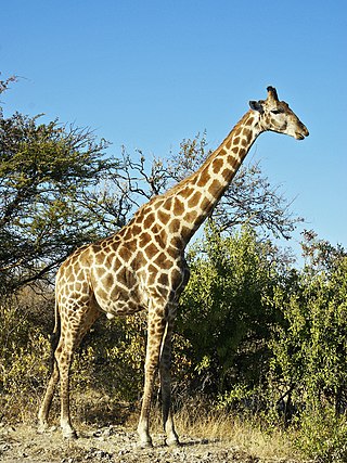 <span class="mw-page-title-main">Angolan giraffe</span> Subspecies of southern giraffe