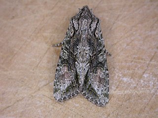 <i>Ichneutica</i> Genus of moths, endemic to New Zealand