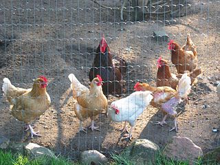 <span class="mw-page-title-main">Feather pecking</span> When one bird repeatedly pecks at the feathers of another