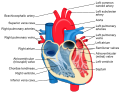 Human heart diagram