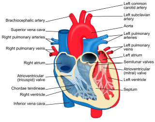 Chordae tendineae