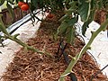 Hydroponic tomato over straw