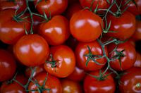 Italian Vine Tomatoes (3026014294).jpg