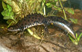 Great crested newt