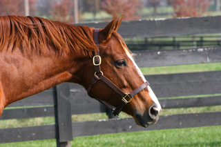 <span class="mw-page-title-main">Littleprincessemma</span> American-bred Thoroughbred racehorse