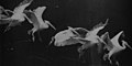 Image 12Flying pelican captured by Marey around 1882. He created a method of recording several phases of movement superimposed into one photograph (from History of film technology)