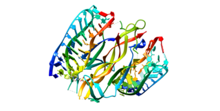 <span class="mw-page-title-main">Nerve growth factor</span> Mammalian protein found in Homo sapiens