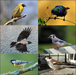 <span class="mw-page-title-main">Passerine</span> Any bird of the order Passeriformes, sometimes known as perching birds