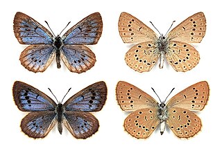 <span class="mw-page-title-main">Scarce large blue</span> Species of butterfly