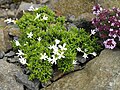 Phlox austromontana