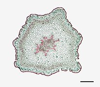 Photomicrographie d'une coupe transversale de tige de Psilotum nudum (échelle : 0,525 mm).