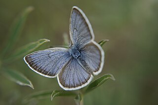 <i>Icaricia icarioides blackmorei</i> Subspecies of butterfly