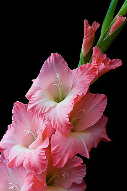 Purple Gladioli.jpg