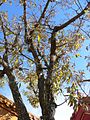 Sawtooth Oak (Quercus acutissima)