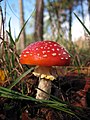 Rebentabois (Amanita muscaria)