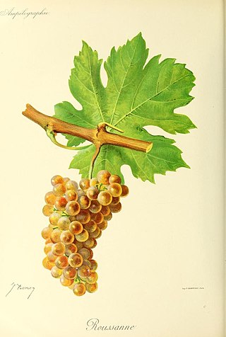 <span class="mw-page-title-main">Roussanne</span> Variety of grape