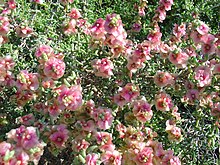 Salsola oppositifolia.JPG