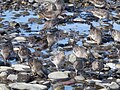 Flock in winter plumage, Homer Spit, Alaska